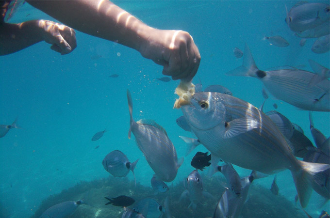 ryby w Villasimius jedzą z rąk turystów, jednego z najpiękniejszych pokazów na Sardynii