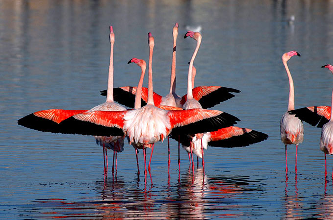Residence la Chimera Villasimius: różowe flamingi w Molentargius