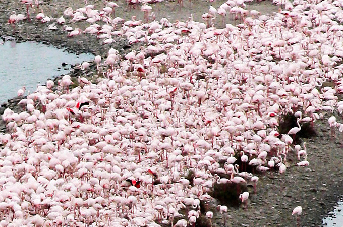 Residence la Chimera Villasimius: różowe flamingi w Molentargius