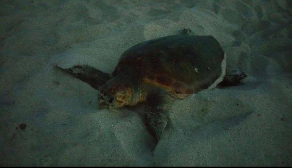 una tartaruga caretta caretta fotografata durante le deposizione