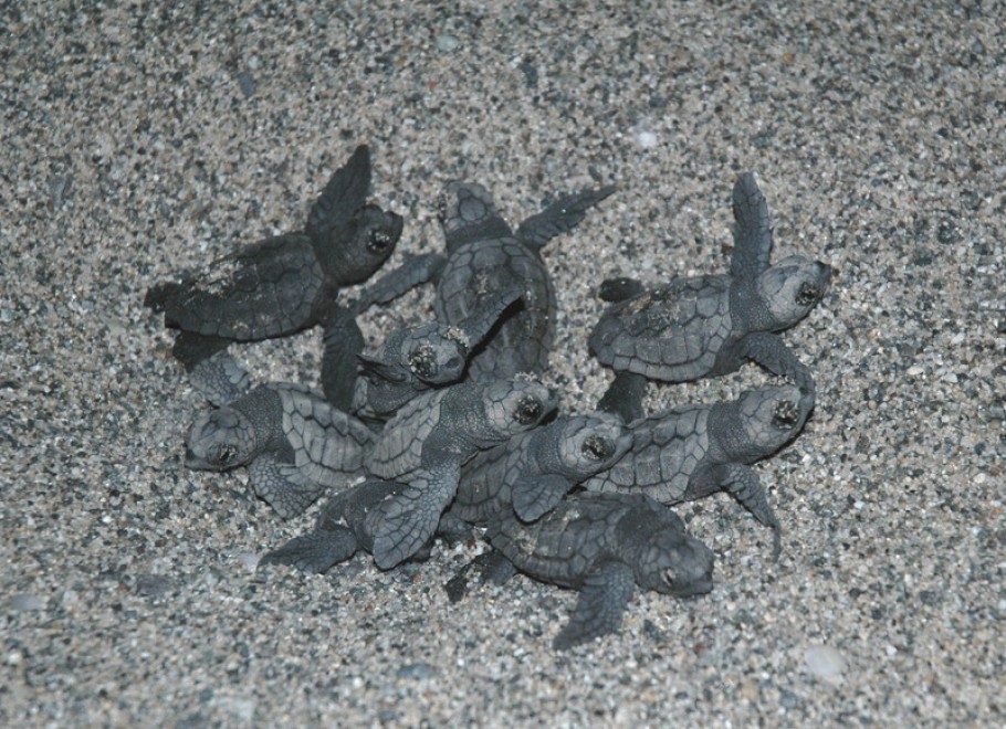 caretta_caretta__1__8