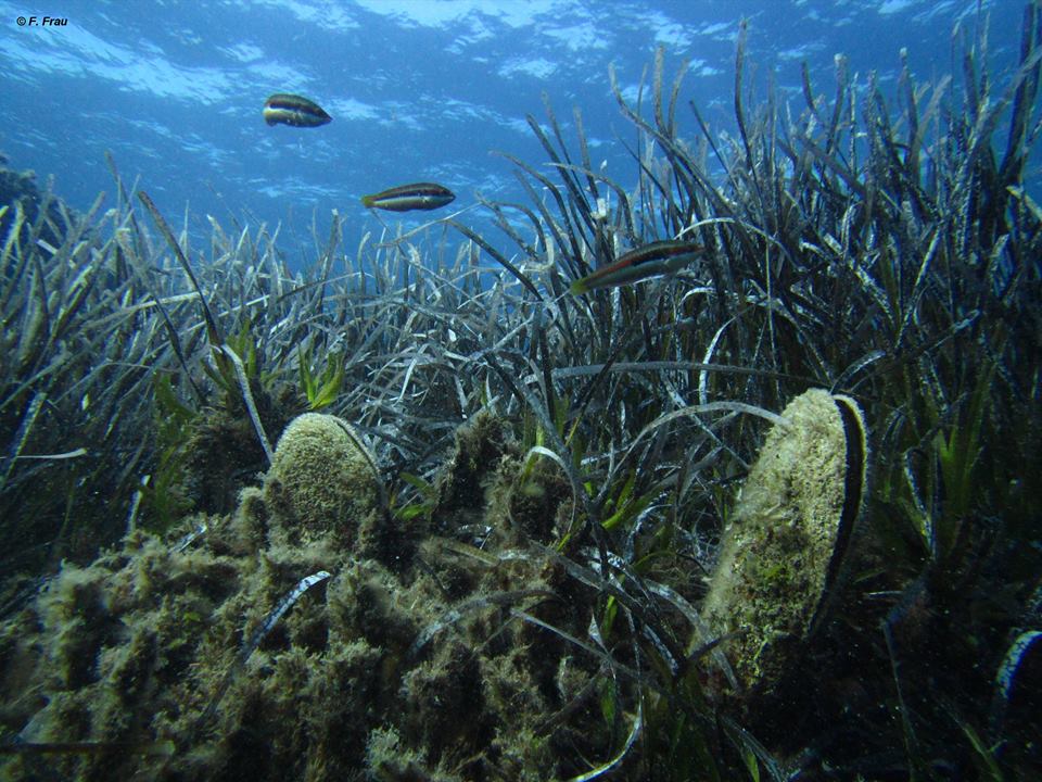 The good health of the seabed of Villasimius is also measured by these success: the return of the Pinna Nobilis, first very rare.