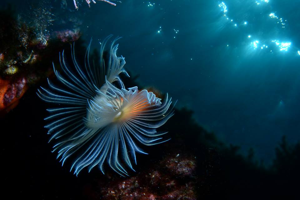 A sea anemon in the seabed of the marine park of Villasimius