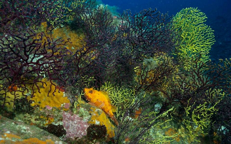 Underwater photo of the corals of the seabed of the Marine Protected Area of Capo Carbonara.