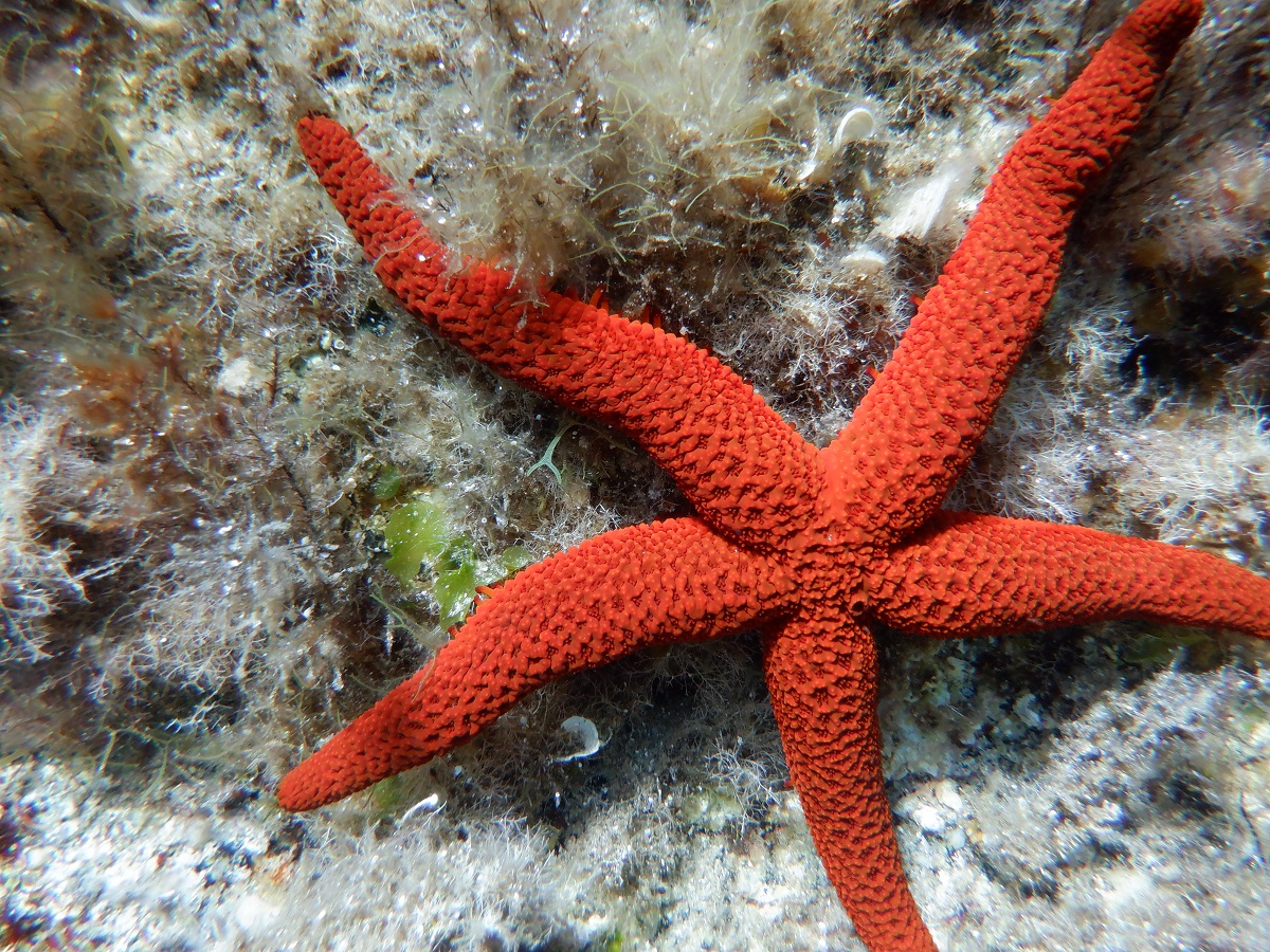 ESTRELLAS DE MAR